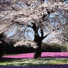Cherry Blossoms, Japan